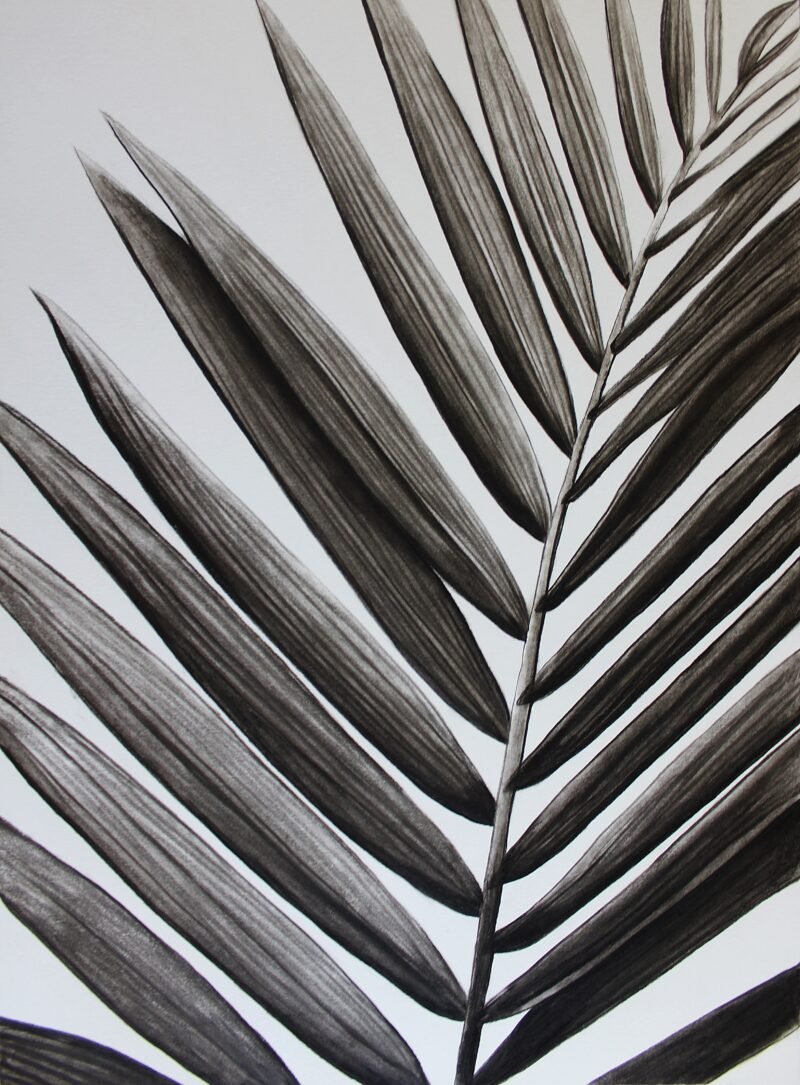 Palm Leaf