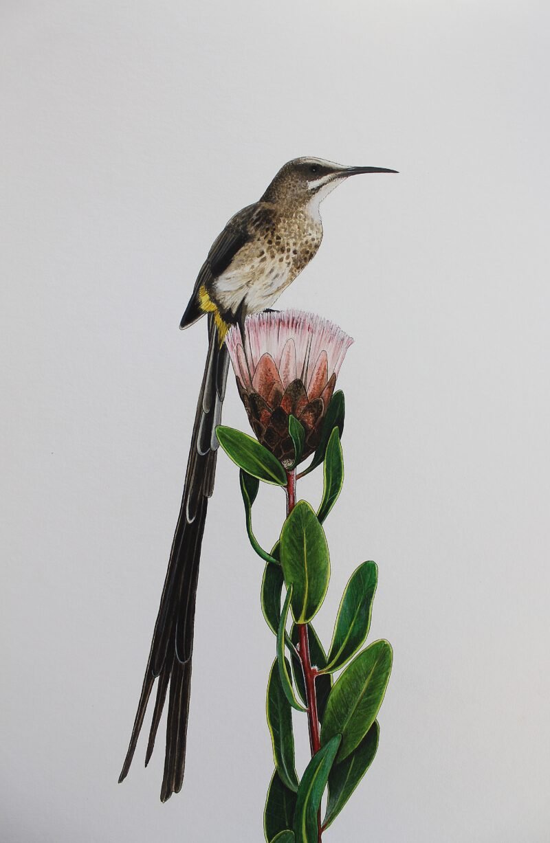 Cape Sugarbird & Protea