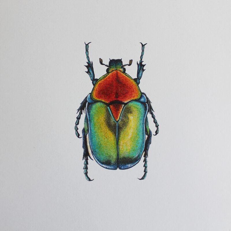 Turkish Flower Beetle