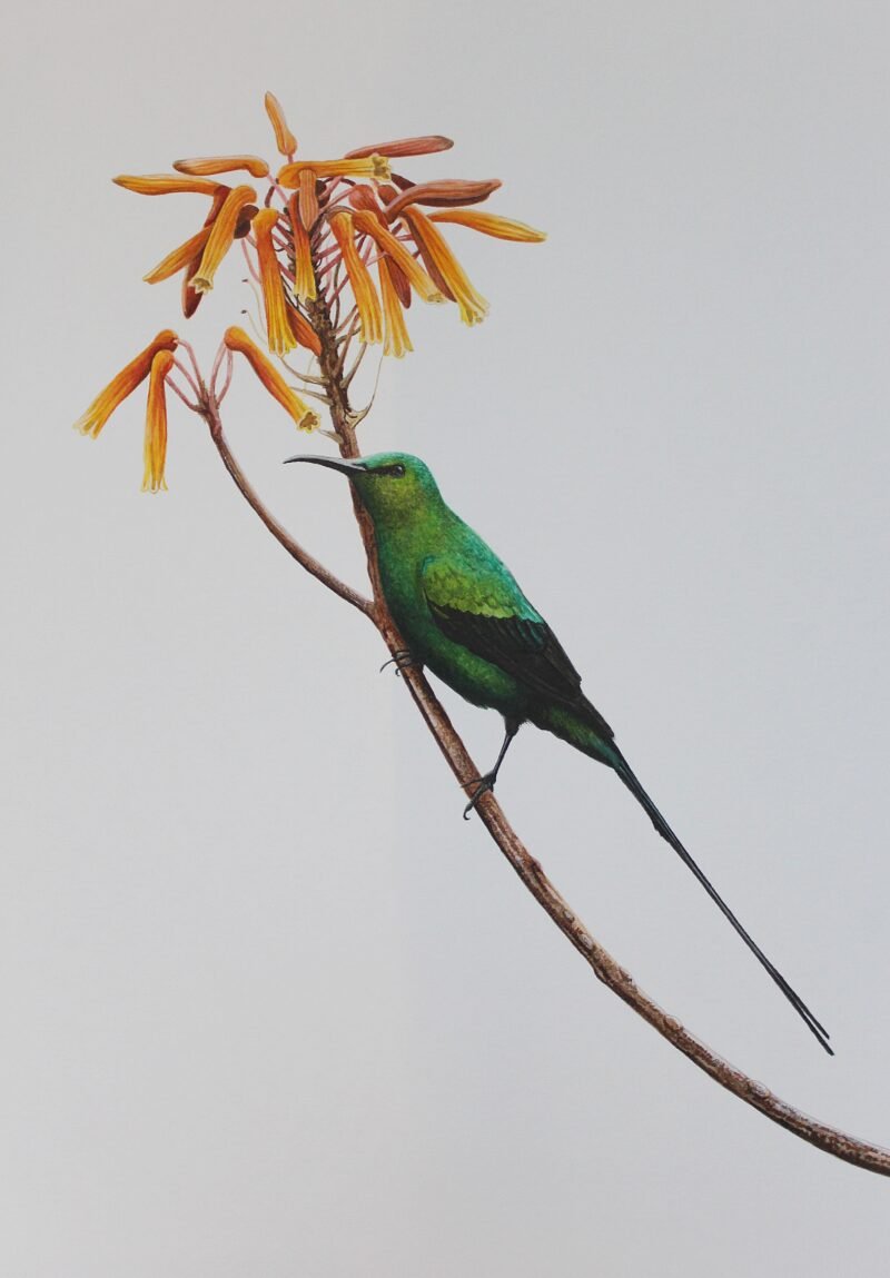 Malachite Sunbird & Aloe