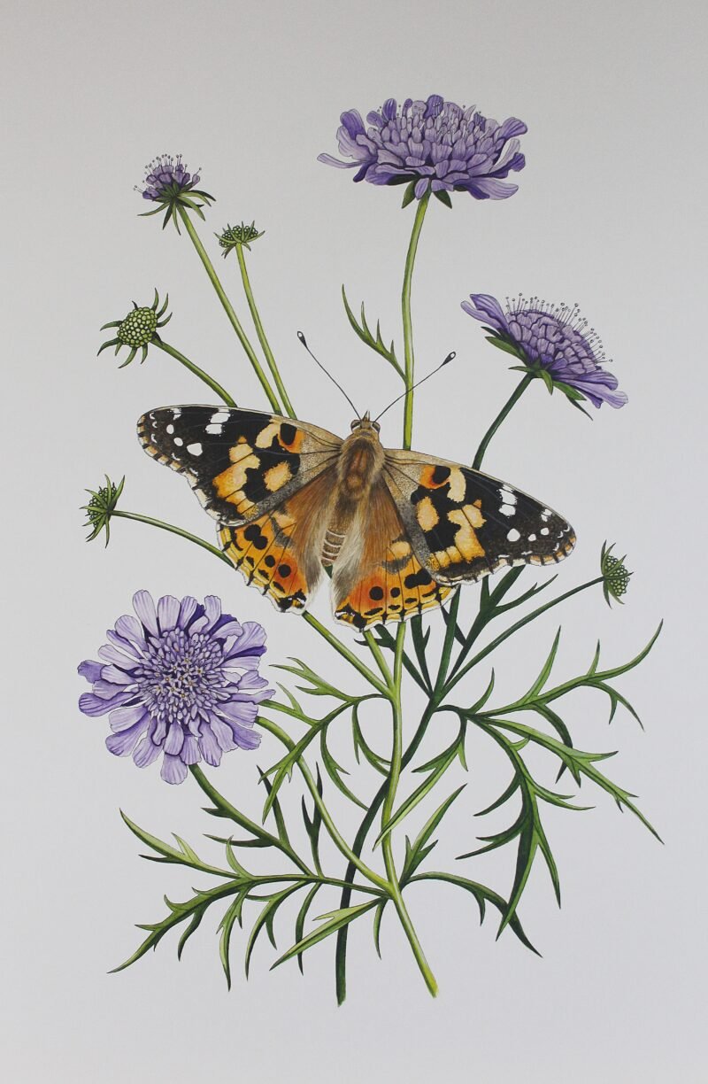 Painted Lady & Scabiosa