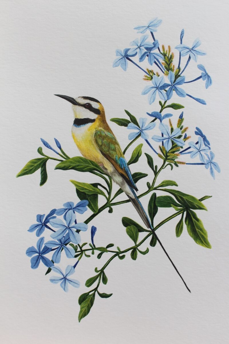 White-throated Bee-eater & Plumbago