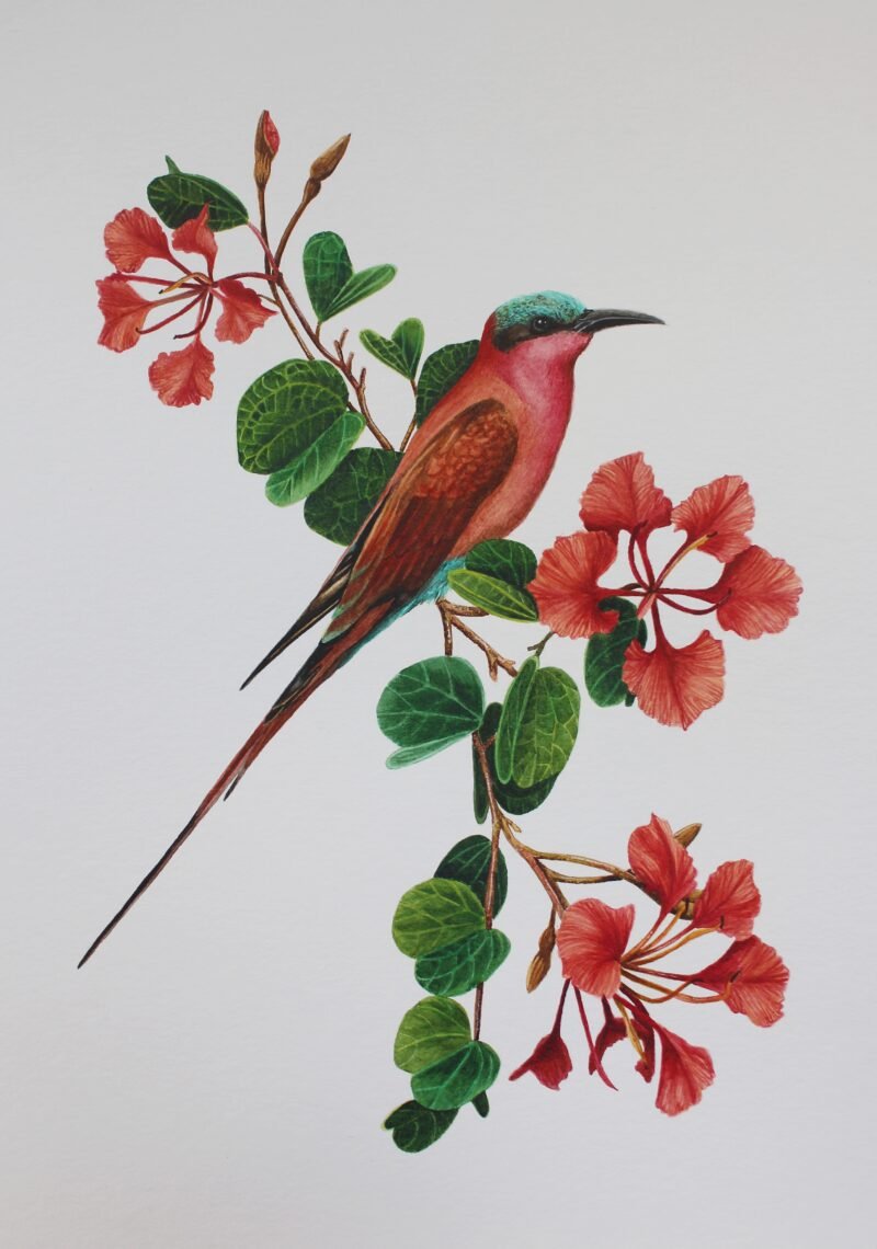 Carmine Bee-eater & Bauhinia