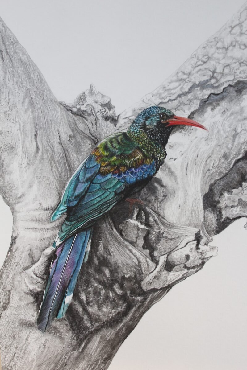 Green Wood Hoopoe