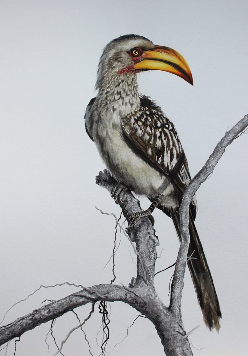 Southern Yellow-billed Hornbill