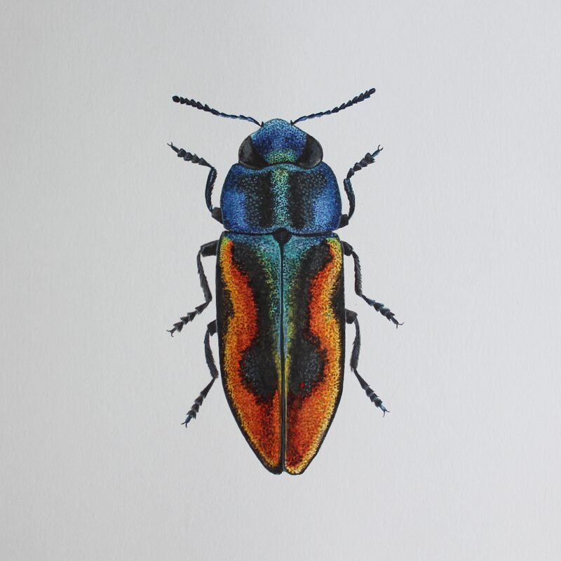 Glowing Jewel Beetle