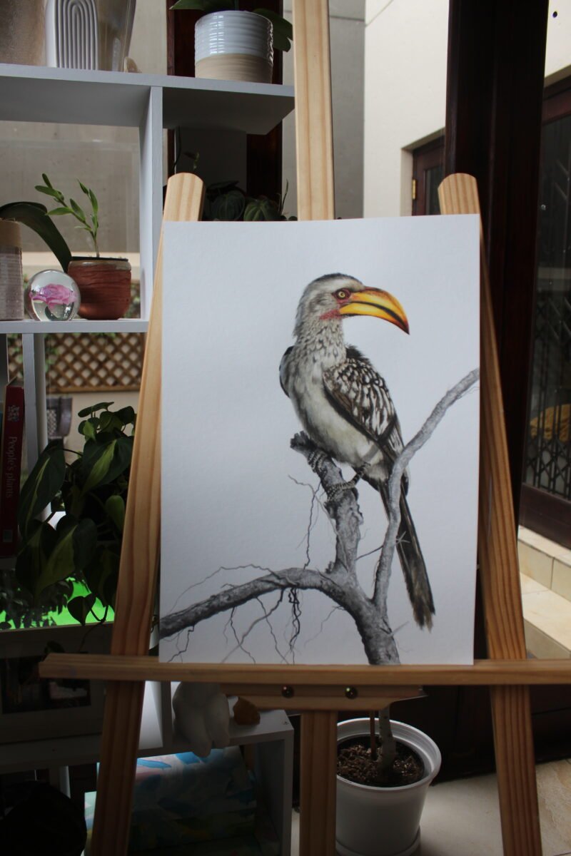 Southern Yellow-billed Hornbill - Image 2