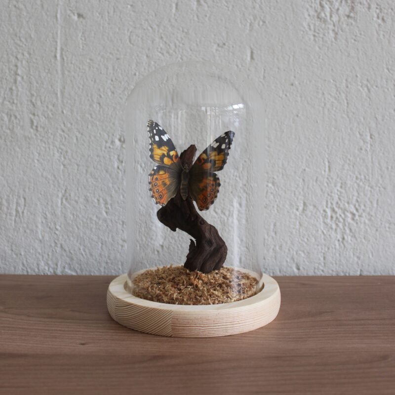 Painted Lady (Vanessa Cardui) - Image 2