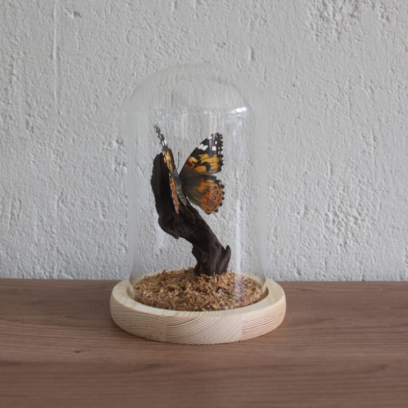 Painted Lady (Vanessa Cardui)