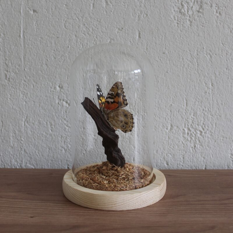 Painted Lady (Vanessa Cardui) - Image 3