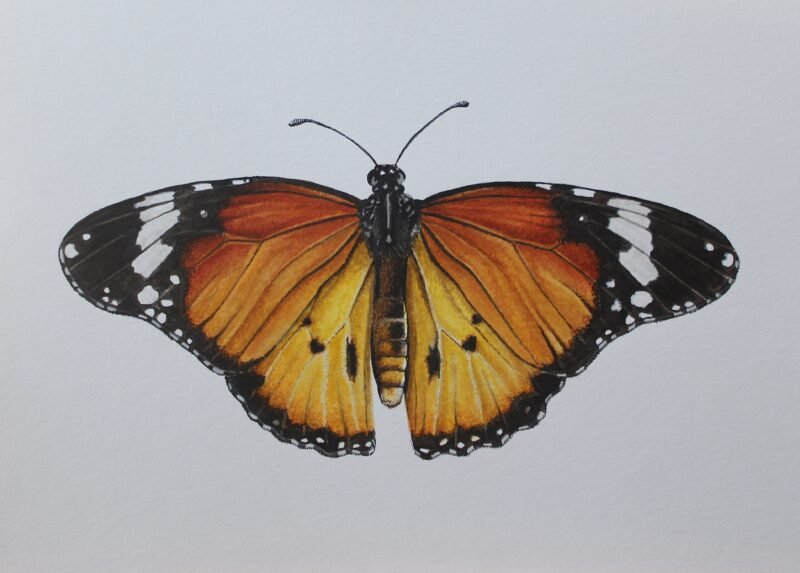 African Monarch (Danaus chrysippus)