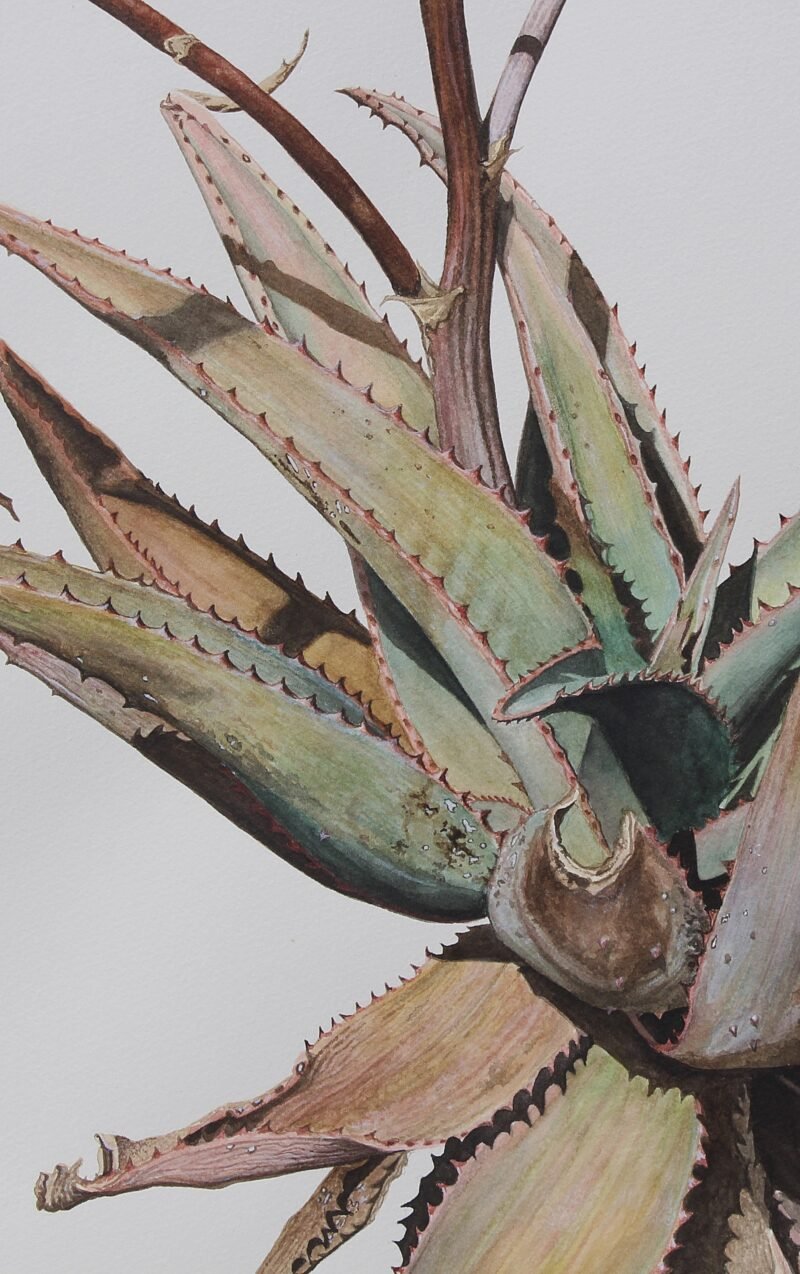 Aloe Ferox Hybrid - Image 8