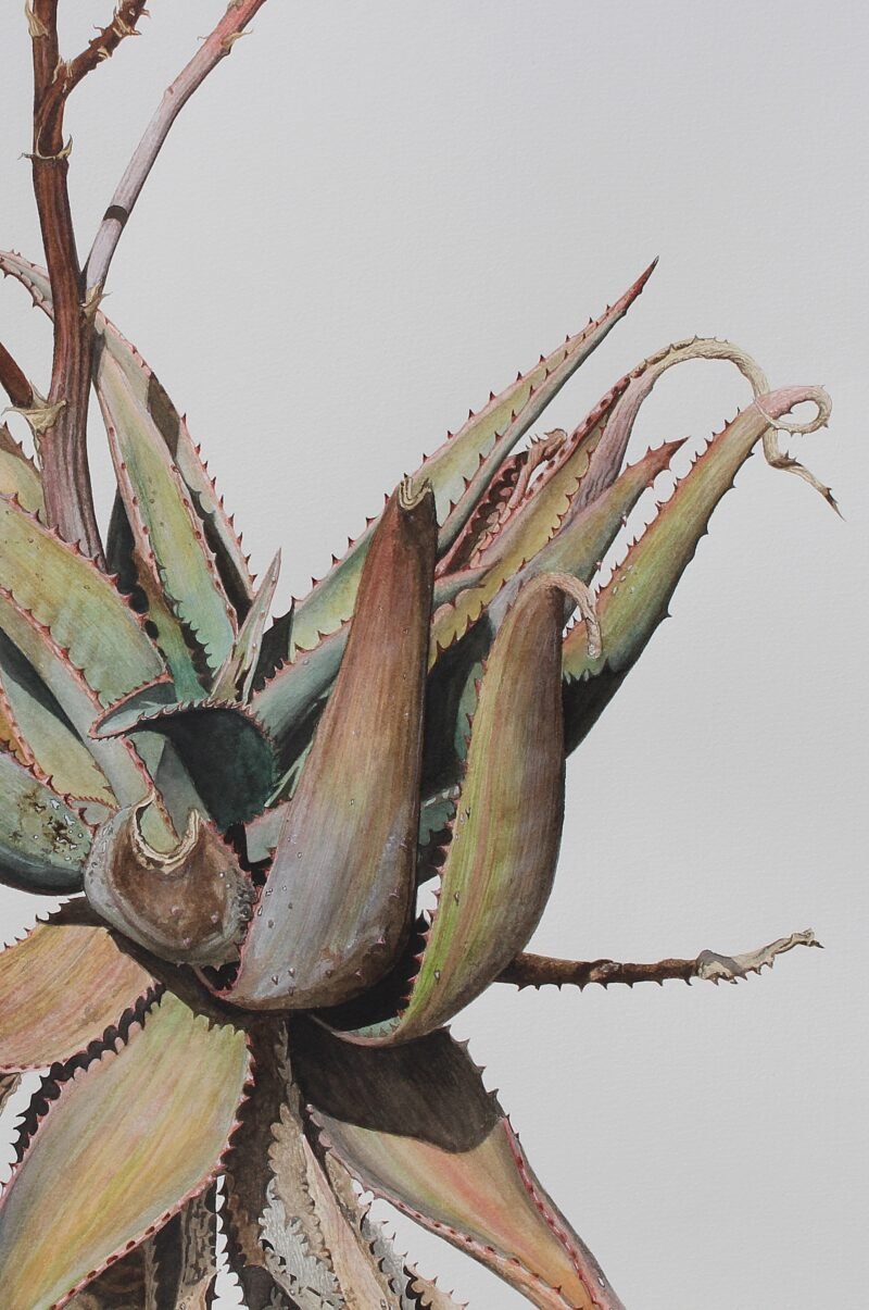 Aloe Ferox Hybrid (framed) - Image 9