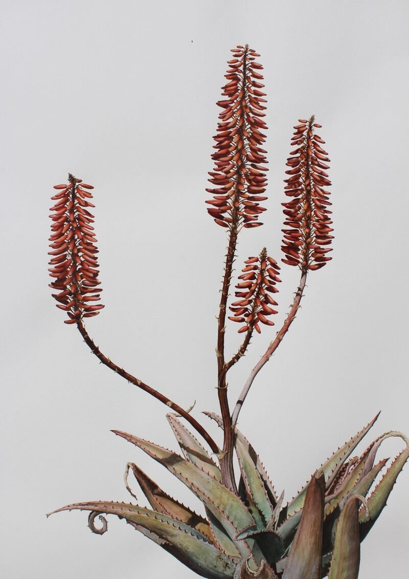 Aloe Ferox Hybrid (framed) - Image 4