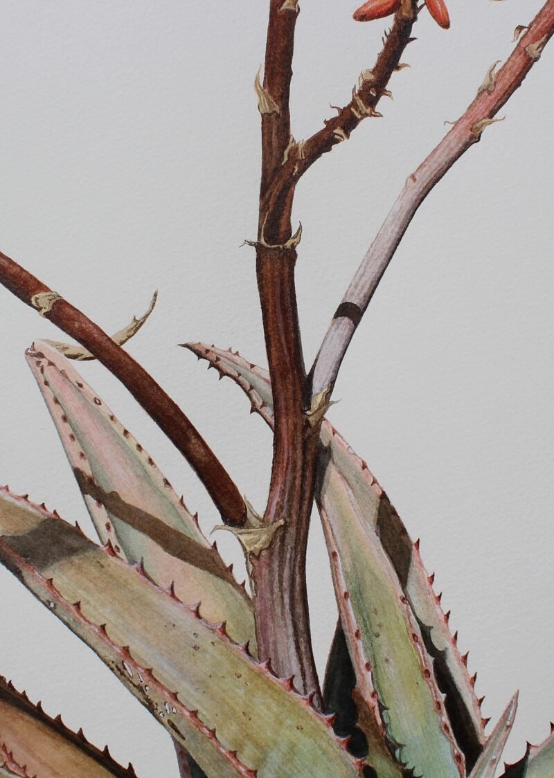 Aloe Ferox Hybrid (framed) - Image 6