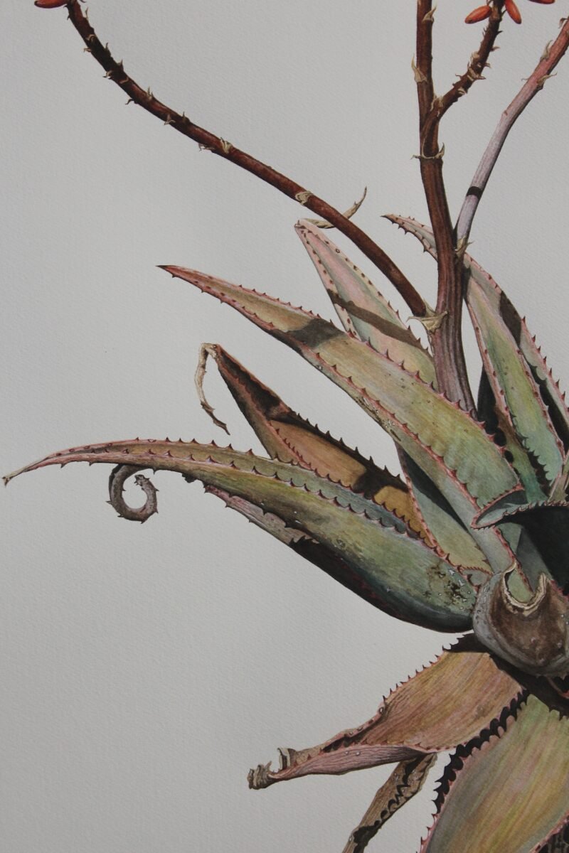 Aloe Ferox Hybrid (framed) - Image 8