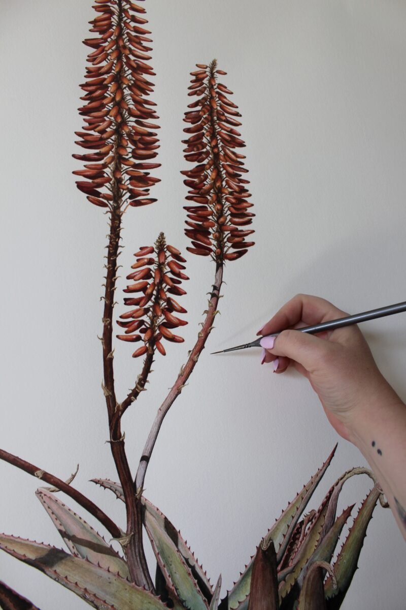 Aloe Ferox Hybrid (framed) - Image 7