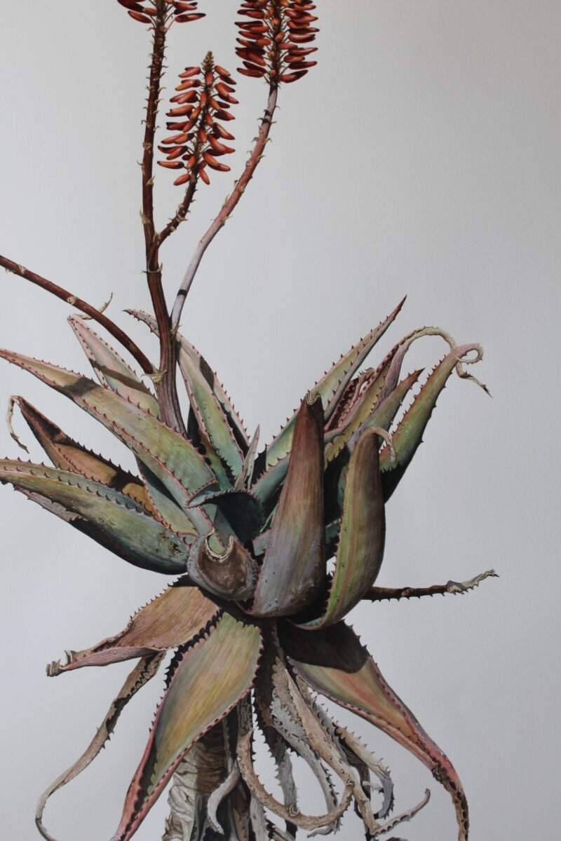 Aloe Ferox Hybrid (framed) - Image 5