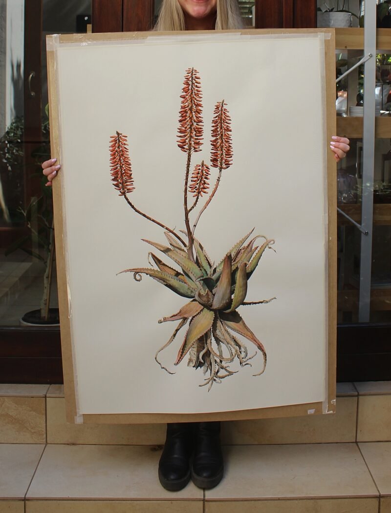 Aloe Ferox Hybrid (framed) - Image 2