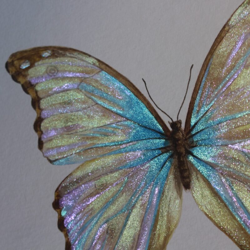 Godart's Morpho - Image 3