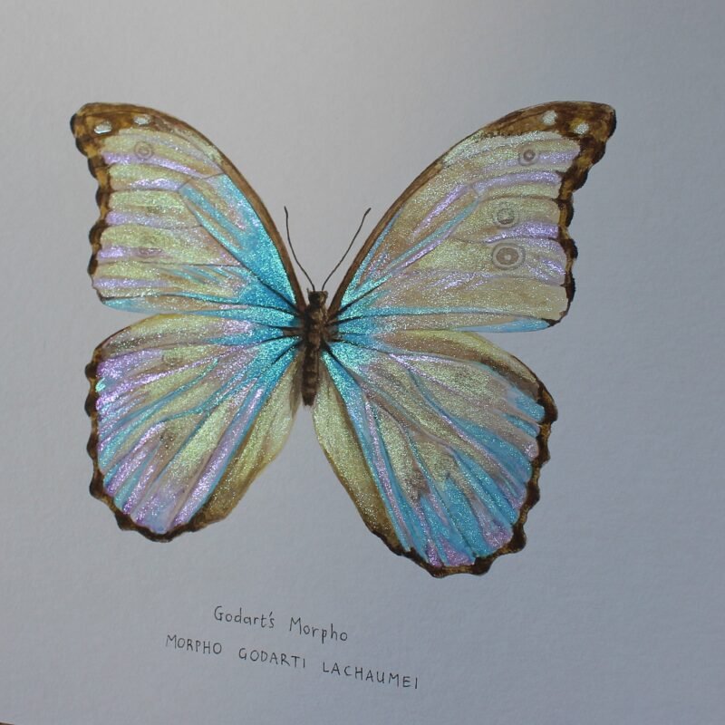 Godart's Morpho - Image 4