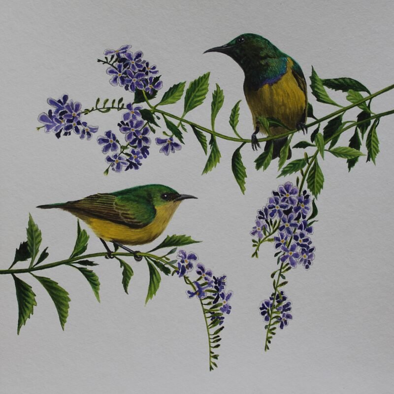 Collared Sunbirds and Duranta