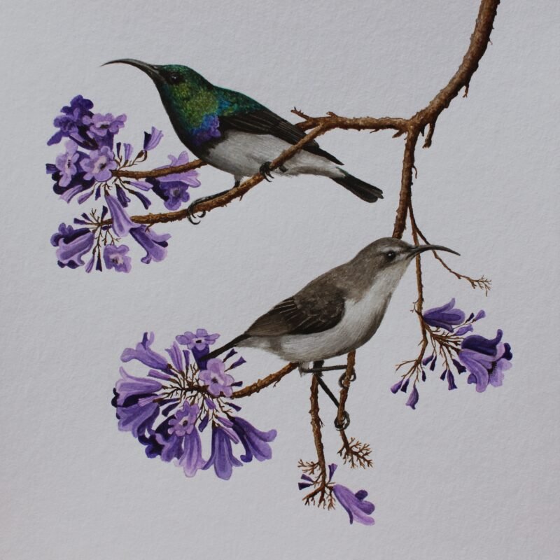 White-bellied Sunbirds and Jacaranda