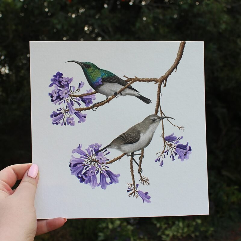 White-bellied Sunbirds and Jacaranda - Image 2