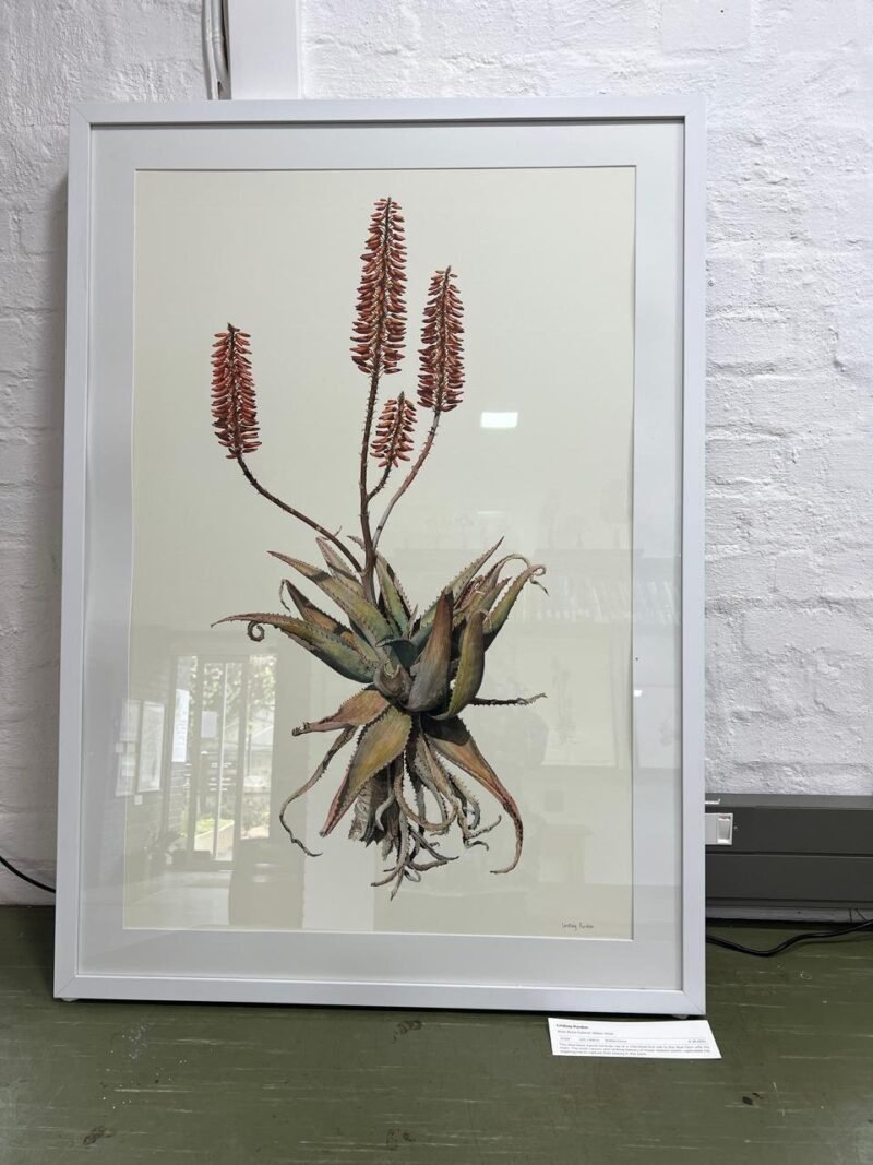 Aloe Ferox Hybrid (framed) - Image 3