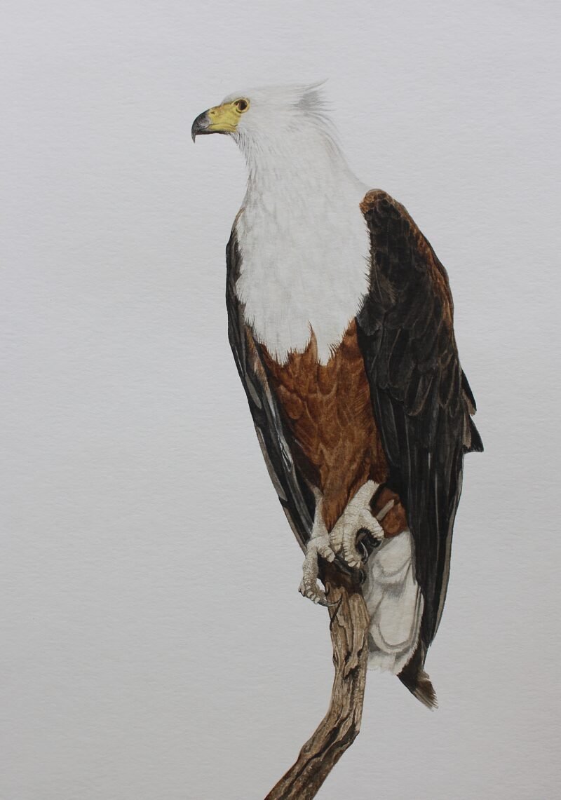 African Fish Eagle