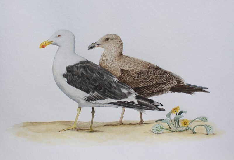 Kelp Gulls and Beach Daisy