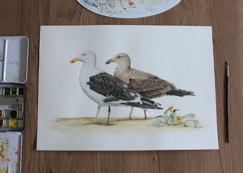 Kelp Gulls and Beach Daisy - Image 2