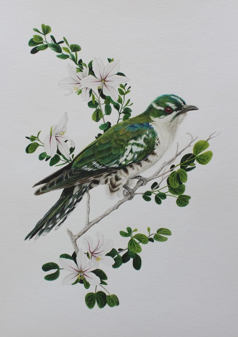 Diederik Cuckoo and Bauhinia Natalensis