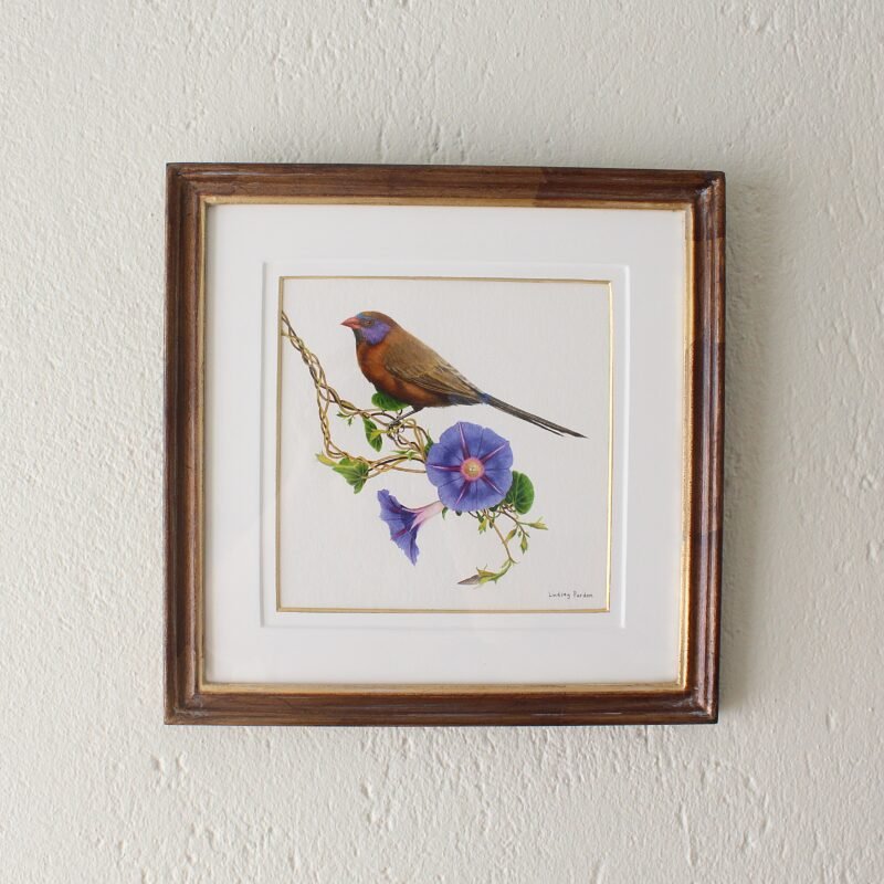 Violet-Eared Waxbill and Morning Glory (Framed)