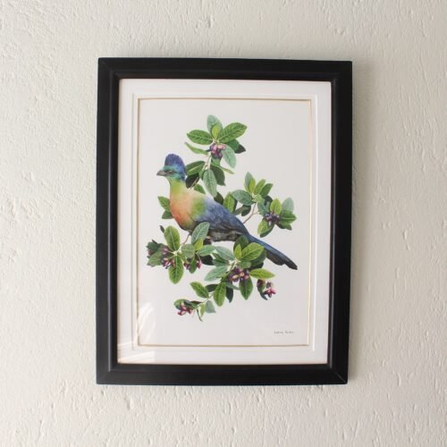 Purple-Crested Turaco and Waterberry Print (Framed)