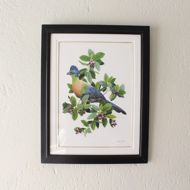 Purple-Crested Turaco and Waterberry Print (Framed)