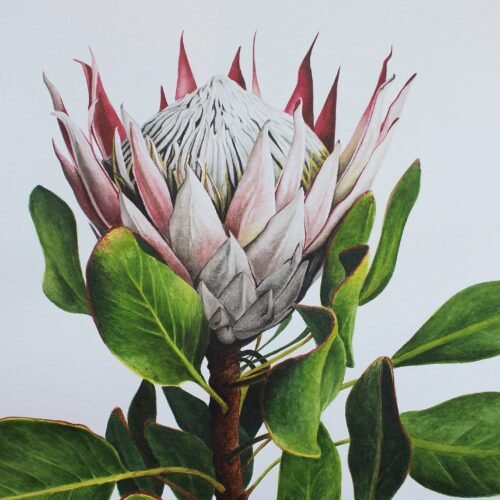 King Protea (Framed)