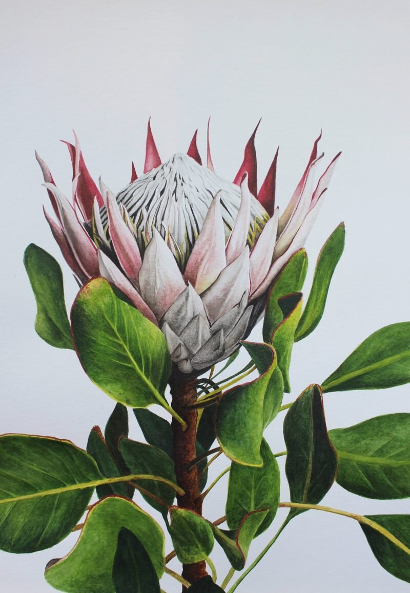 King Protea (Framed) - Image 4