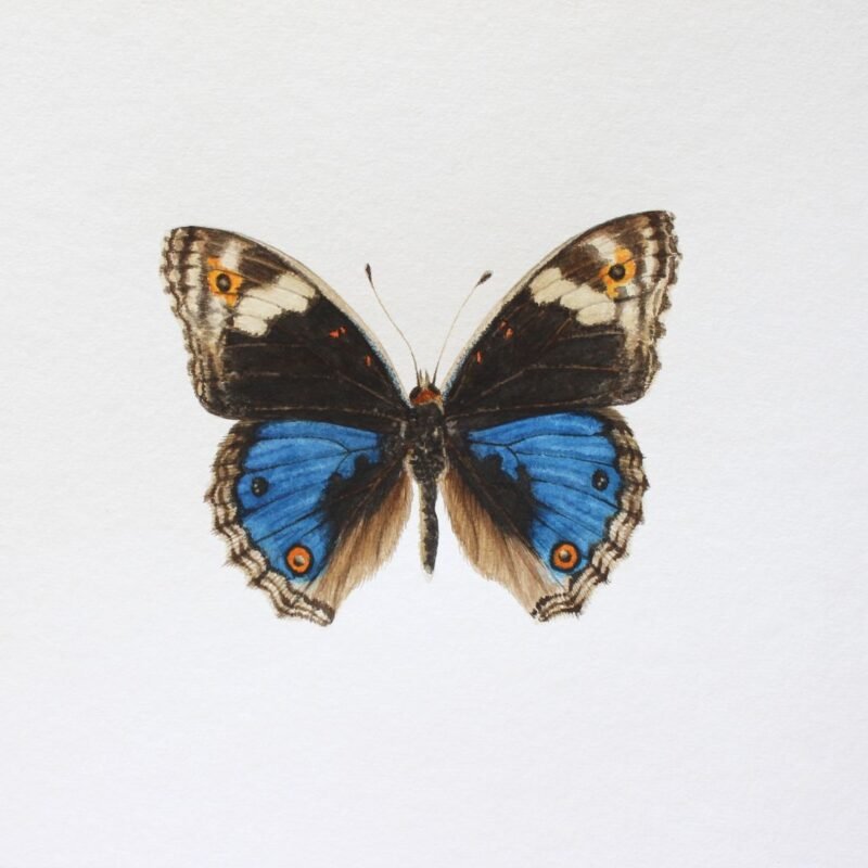 Blue Pansy (Framed) - Image 3