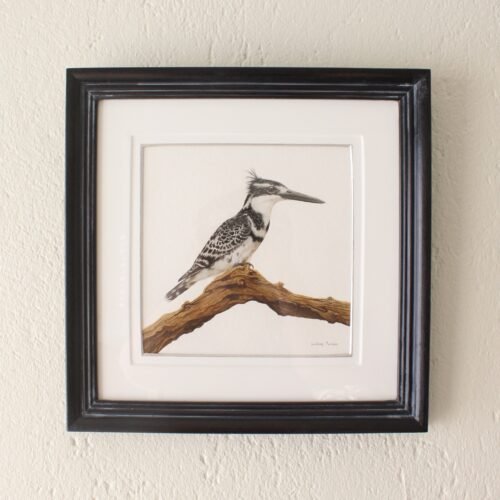 Pied Kingfisher on Branch (Framed)