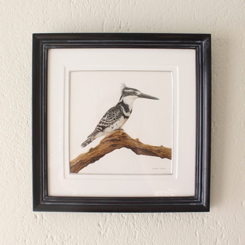Pied Kingfisher on Branch (Framed)