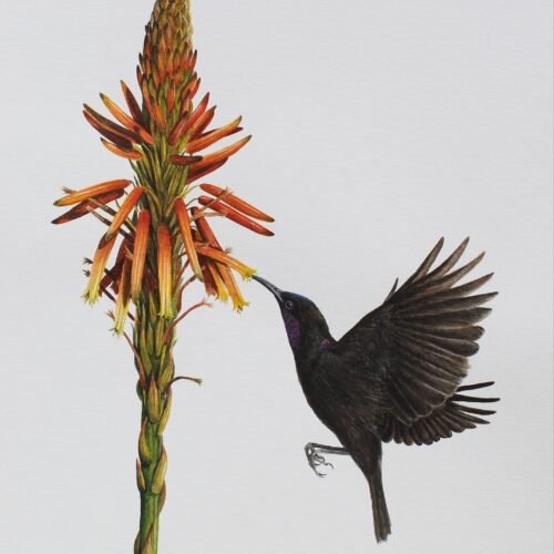 Amethyst Sunbird and Aloe