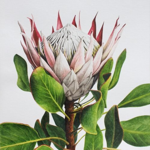 King Protea