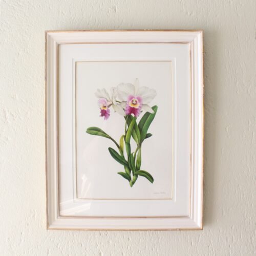 Cattleya (Framed)