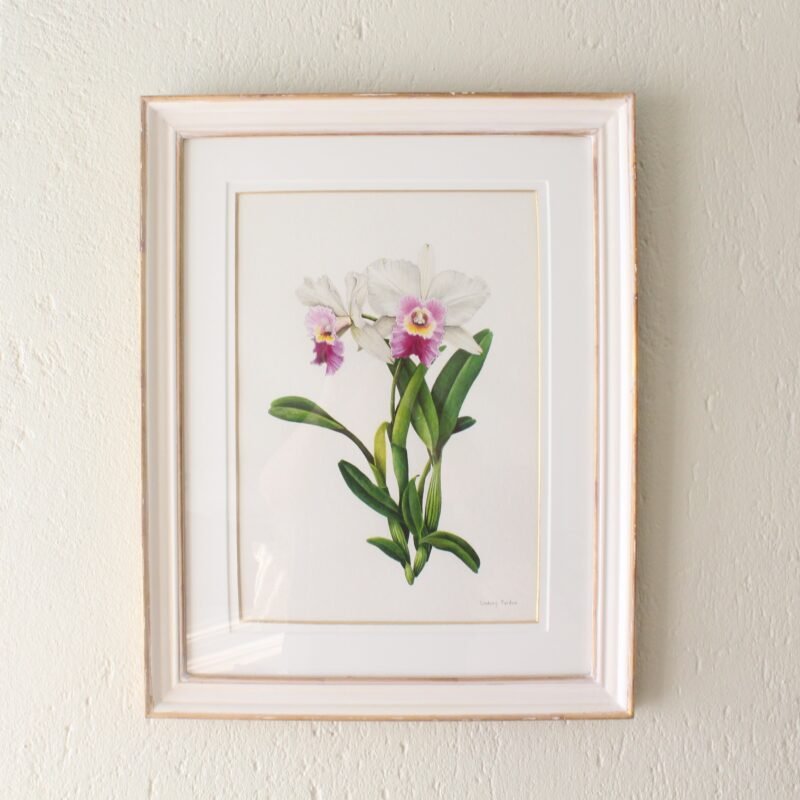 Cattleya (Framed)