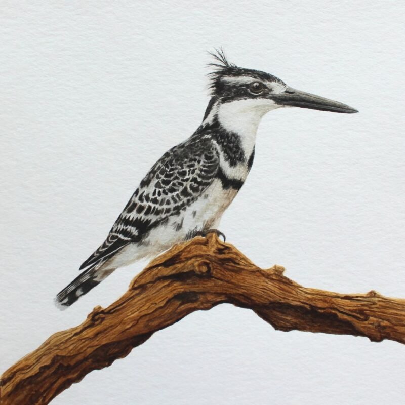 Pied Kingfisher on Branch (Framed) - Image 2