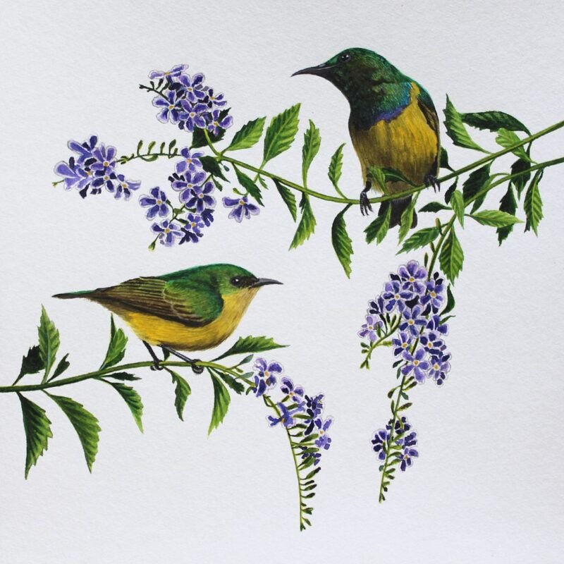 Collared Sunbirds and Duranta (Framed) - Image 3