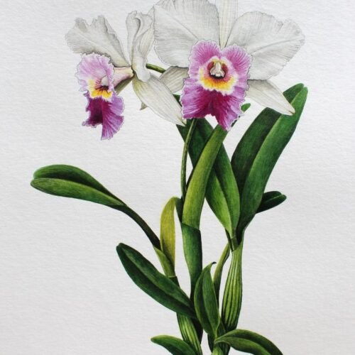 Cattleya (Framed)