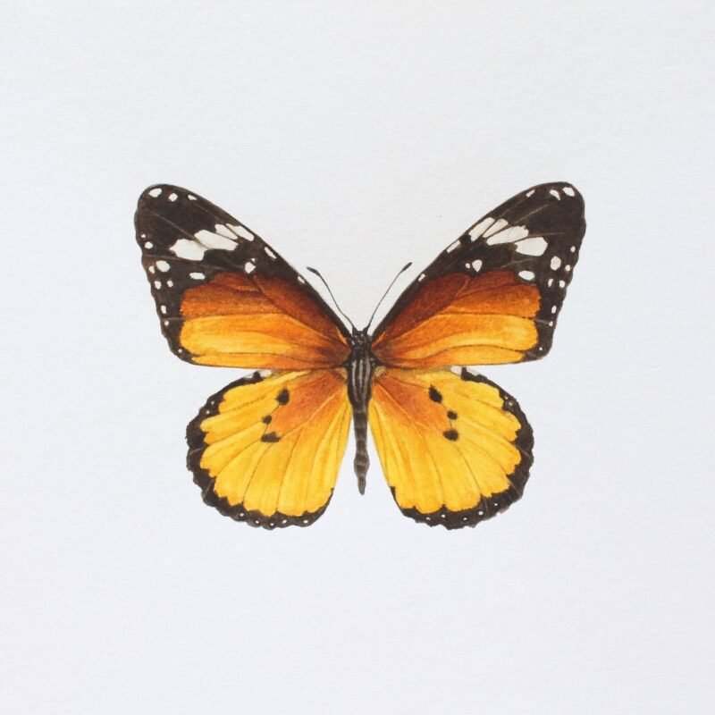 African Monarch (Framed) - Image 3
