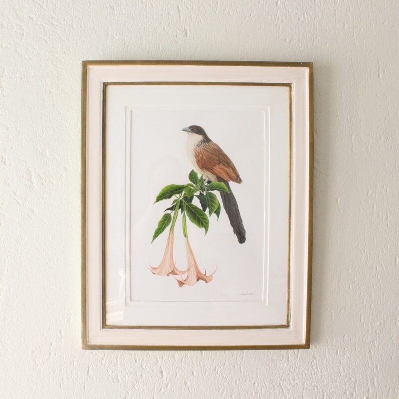 Burchell's Coucal and Brugmansia (Framed)